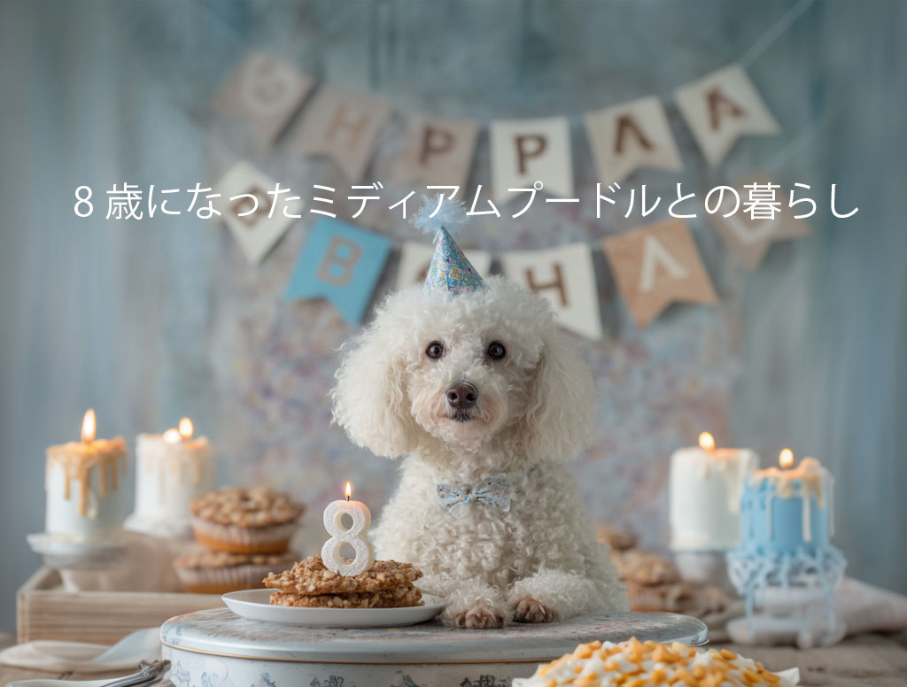 8歳のミディアムプードル